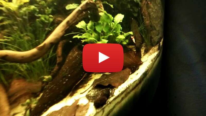 Video i98IzVQL74E abspielen