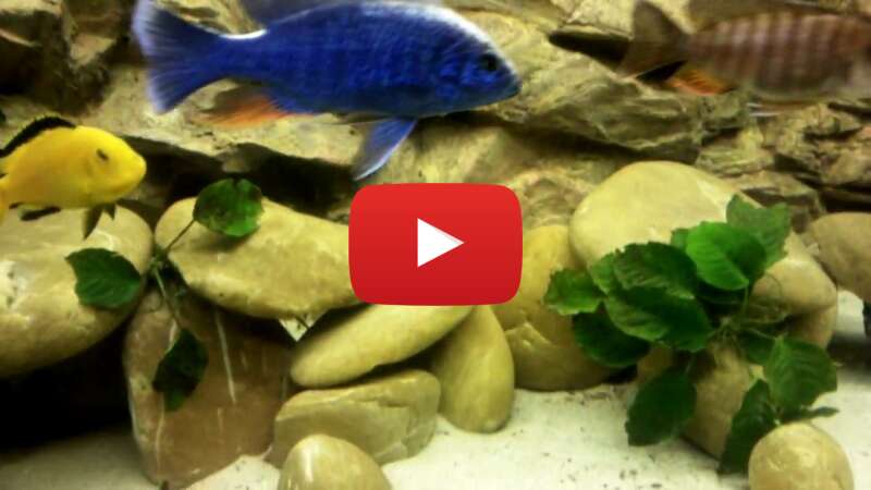 Video iBq3e7P7ayE abspielen