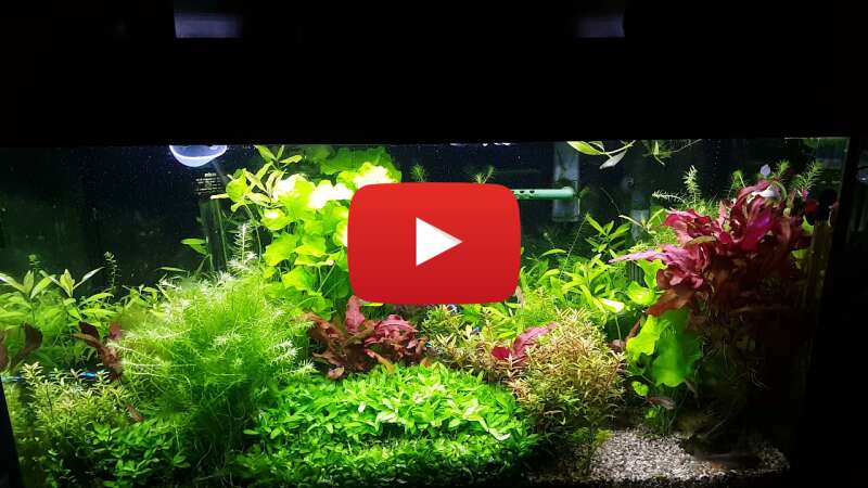 Video iCMX0rwRjBU abspielen