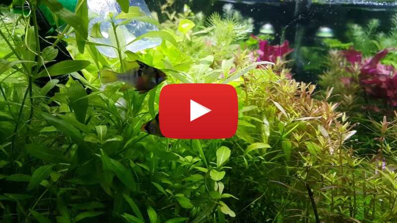 Video iHD8_JWYGdo abspielen