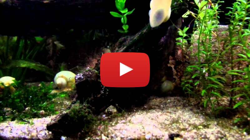 Video iJjgo7Y55eo abspielen