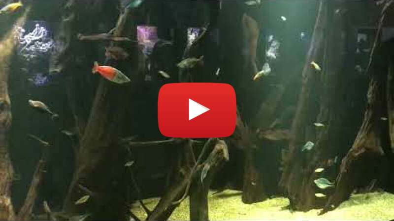 Video iKuAPwqIuS8 abspielen