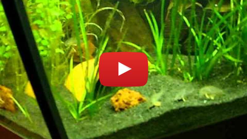 Video iMNfVddp8L8 abspielen