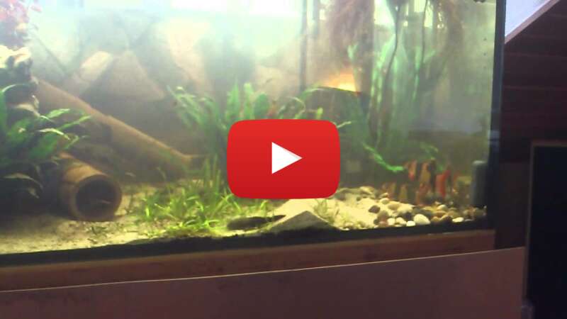 Video iRhdRdbILcA abspielen