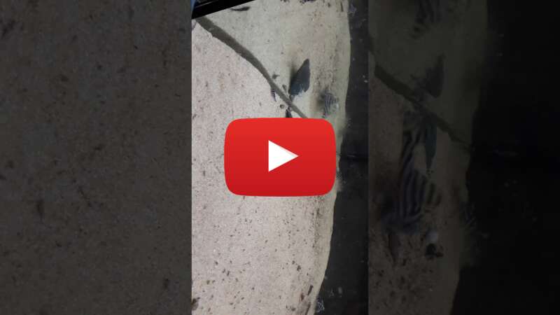 Video iTqLh3WwaOI abspielen