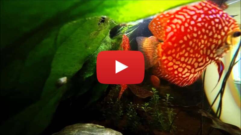 Video iUJzXyEcxsM abspielen