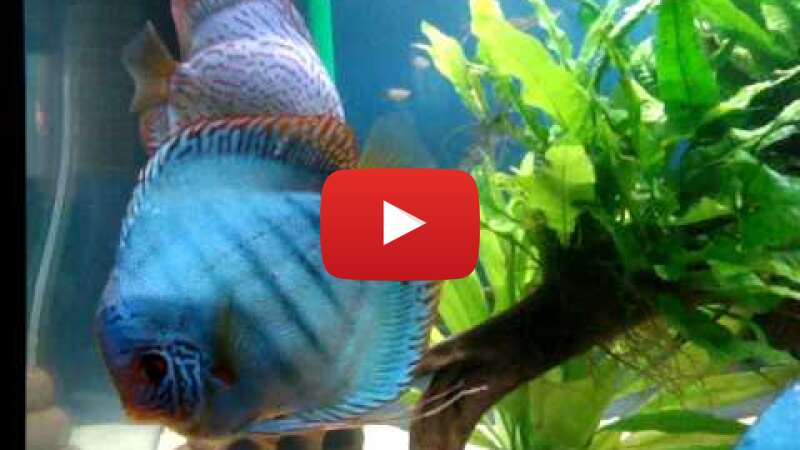 Video icDEy17U8Q4 abspielen