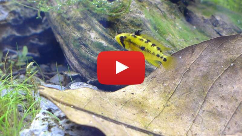 Video iddxNx2R0XI abspielen