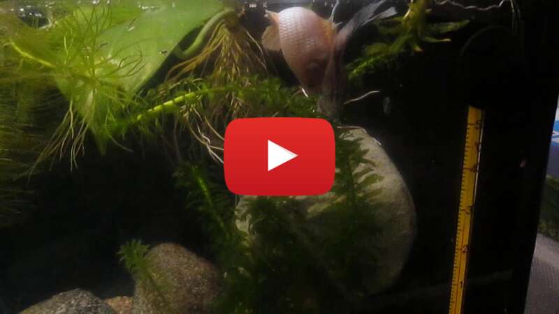 Video igJzpecYQ2o abspielen