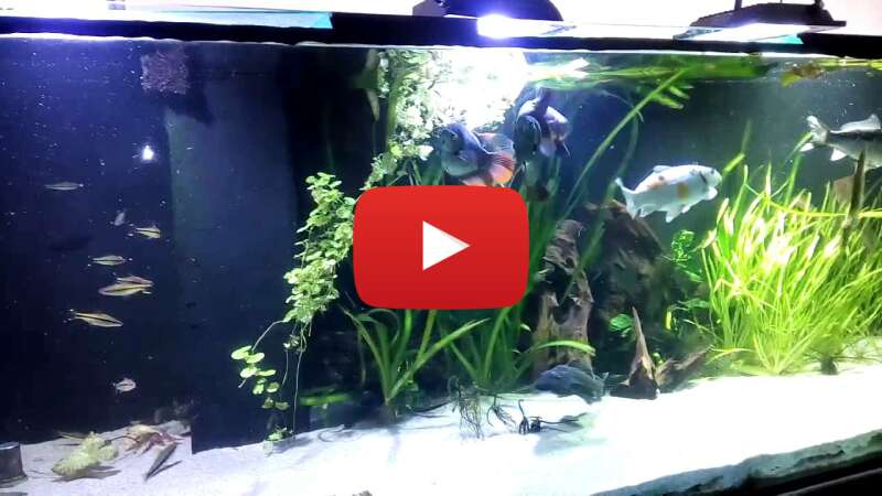 Video iiZJTyKOwis abspielen