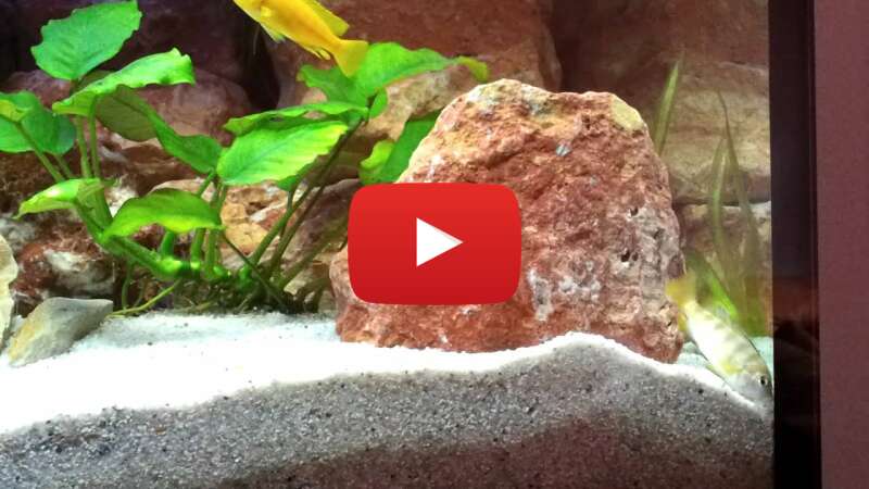 Video ipajlKs77B0 abspielen