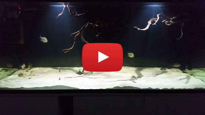 Video ipuaOC-KjEk abspielen