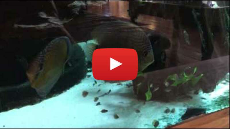 Video izWkiYGyoMk abspielen