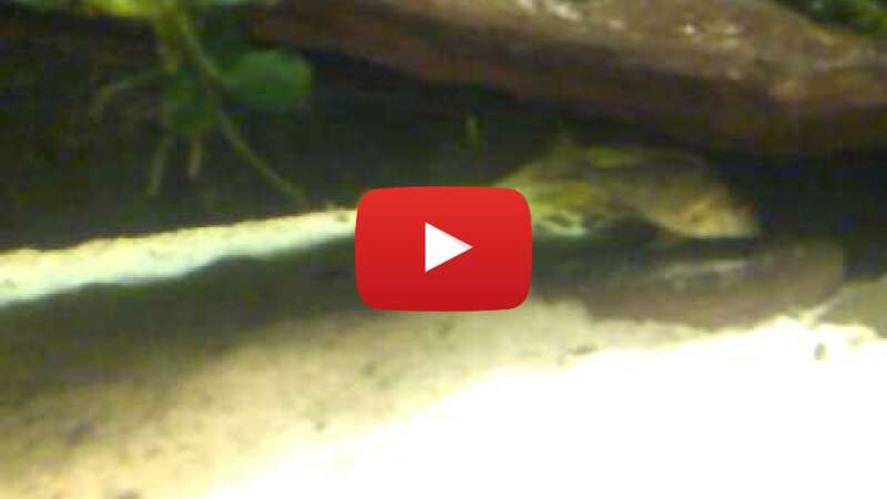 Video j-6ykZMkcj0 abspielen