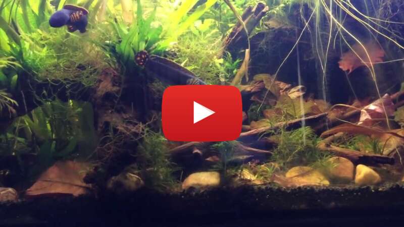 Video j3G_udDvGW4 abspielen