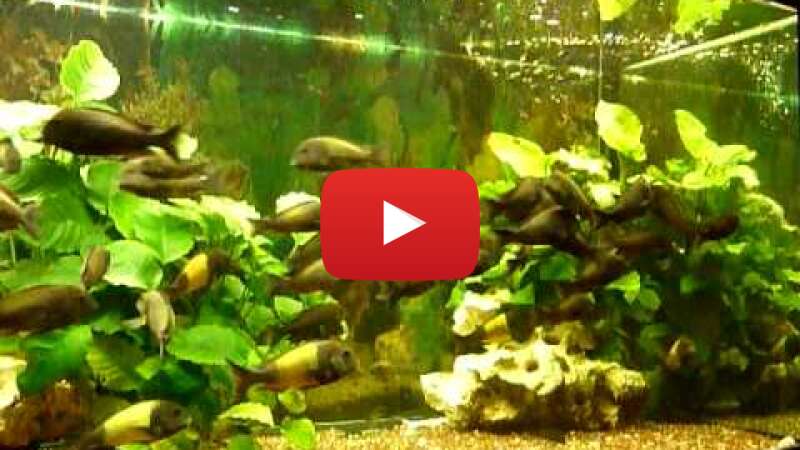 Video j5RXVX3mA4I abspielen