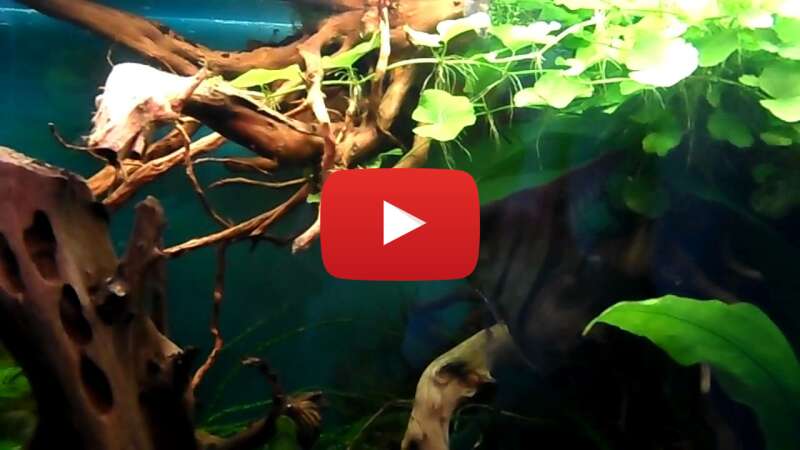 Video j75hKiJDefk abspielen