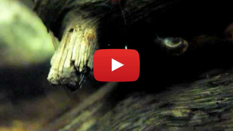 Video j7kQIT2Pwmk abspielen