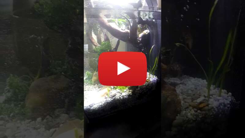 Video j9kEpV8tT5g abspielen