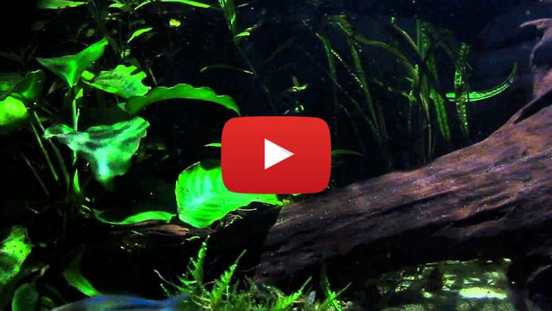 Video jADKWBF2UFM abspielen