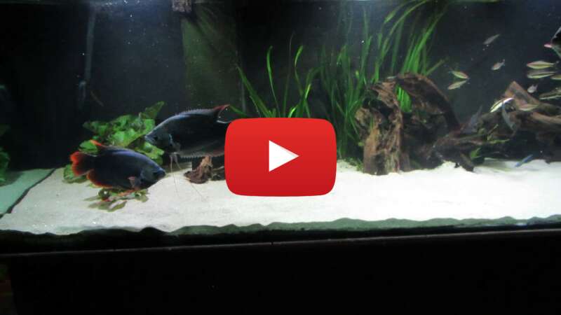 Video jD3c0QODtbs abspielen