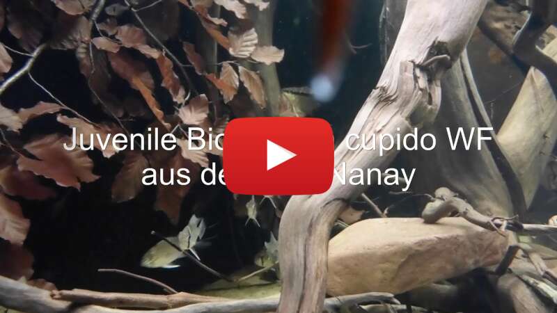 Video jIgSgsUtlGQ abspielen