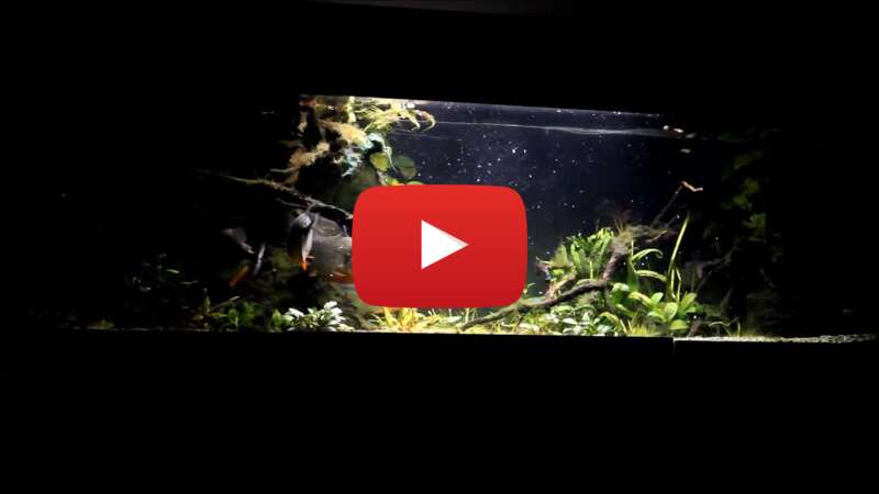 Video jJRP0PhD1_E abspielen