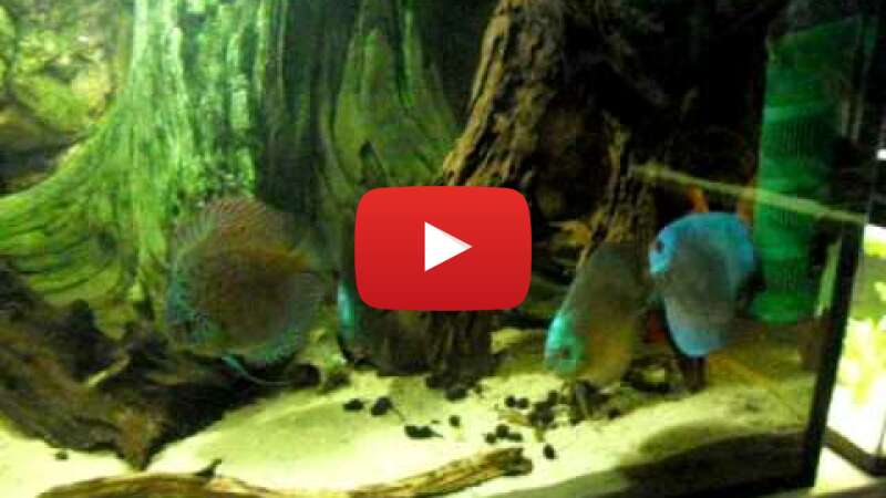 Video jLCis_gaWwE abspielen