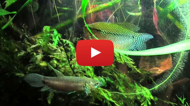 Video jN6XJNJR37o abspielen