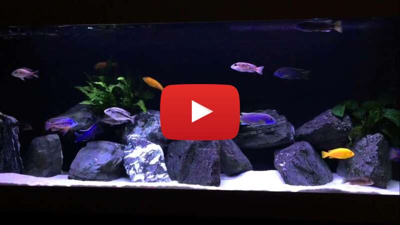 Video jUMWmk2T1-Q abspielen