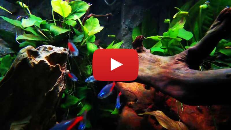 Video jVmPnj6aA7E abspielen