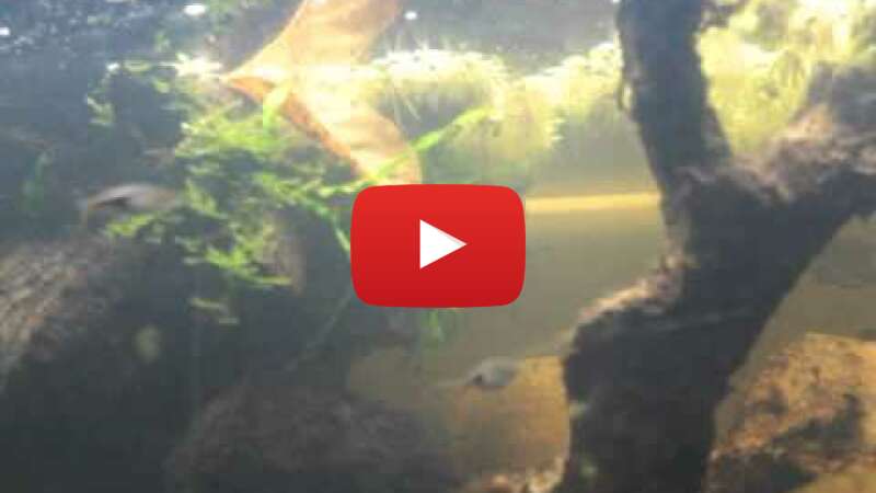 Video jY-bL0NzfxM abspielen