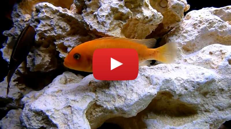 Video j_5MKRNhwfY abspielen