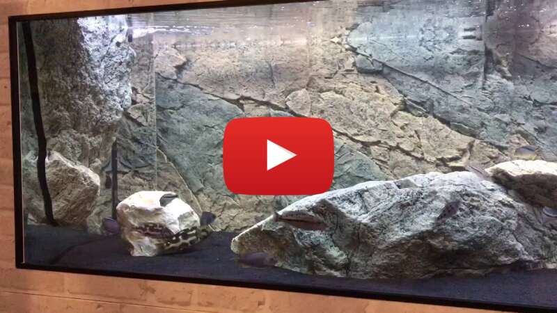 Video jf85Qn57k-g abspielen