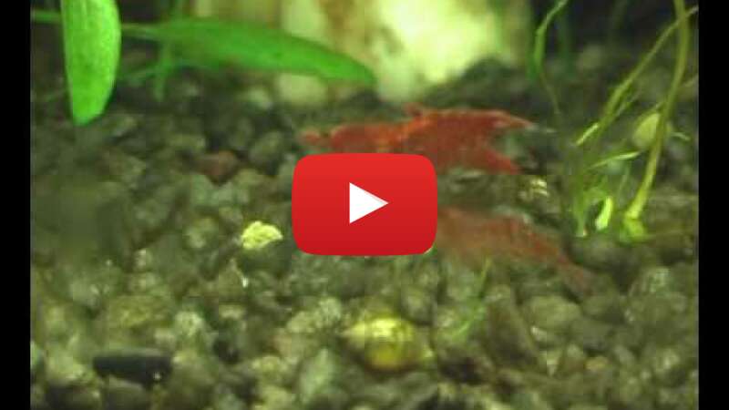 Video jgMzV5km9M0 abspielen