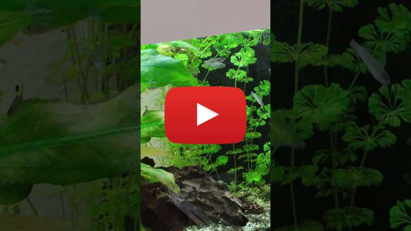 Video jmOL56s4SaI abspielen