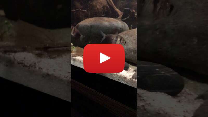 Video joD-zYRpxJ4 abspielen