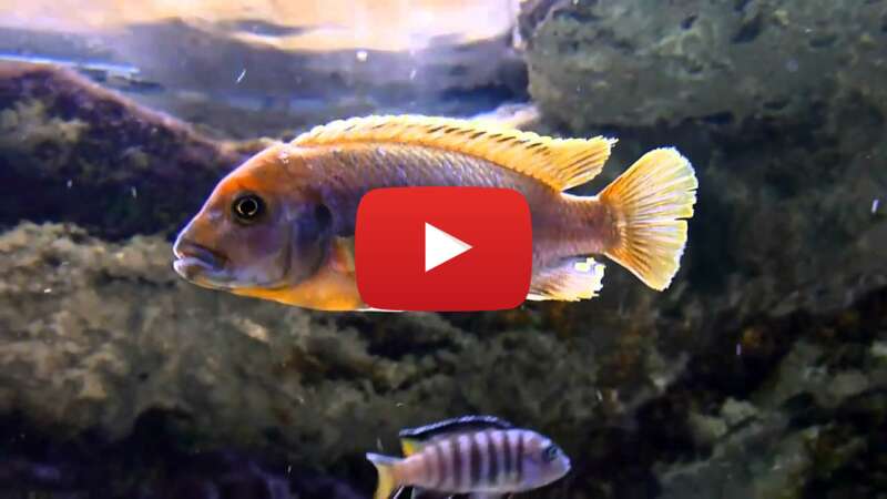 Video jwAps9Xc2a4 abspielen