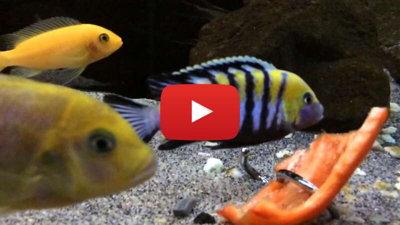 Video k2k0QqyKK9k abspielen