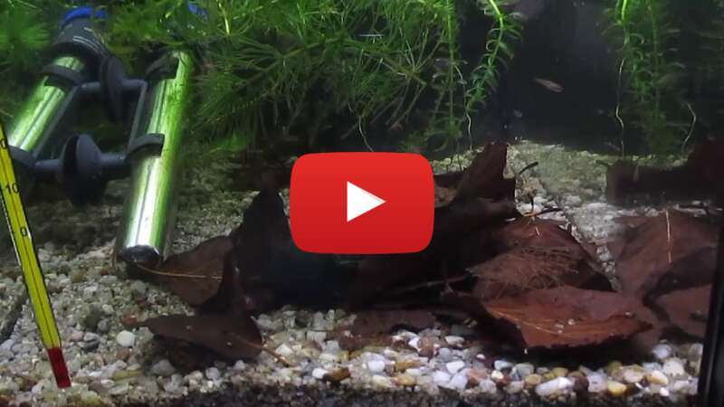 Video k4vKK-KrgJ0 abspielen