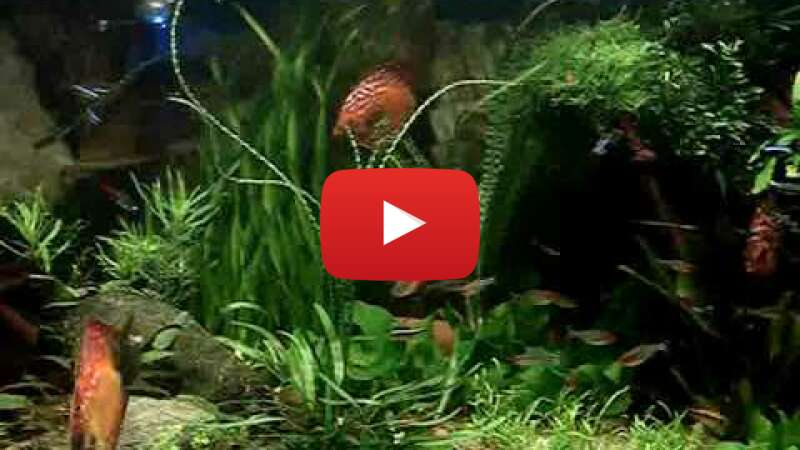 Video k7y7v3axL1I abspielen