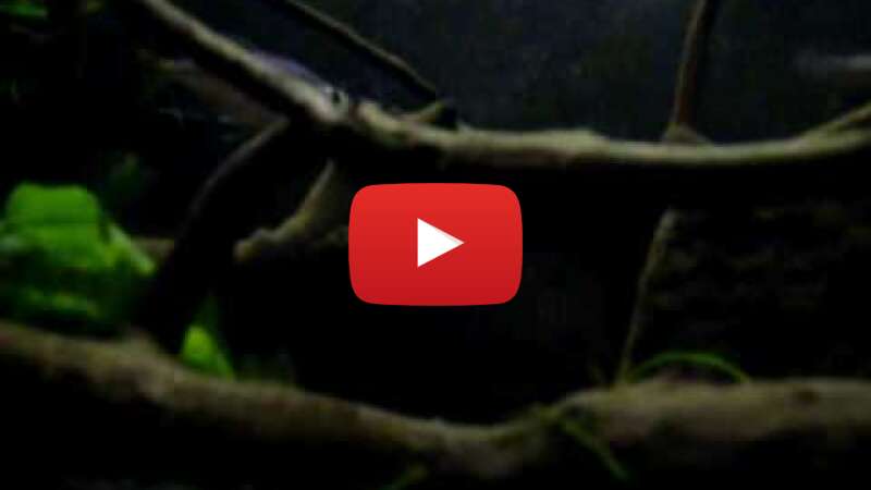 Video k9aaIexMw-s abspielen