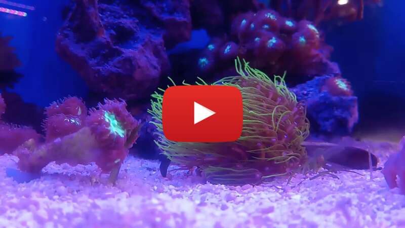 Video kDr793QKz5M abspielen