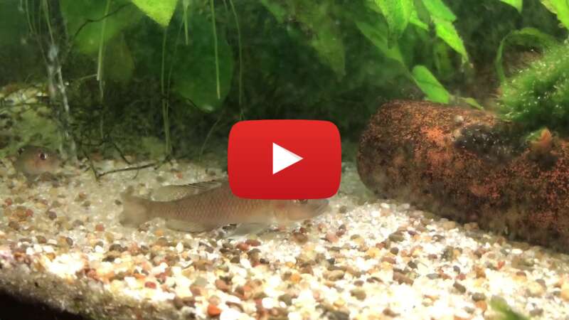 Video kGDyvzk-_Rc abspielen