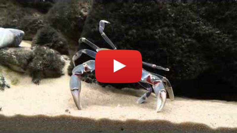 Video kKTagM1cKcc abspielen