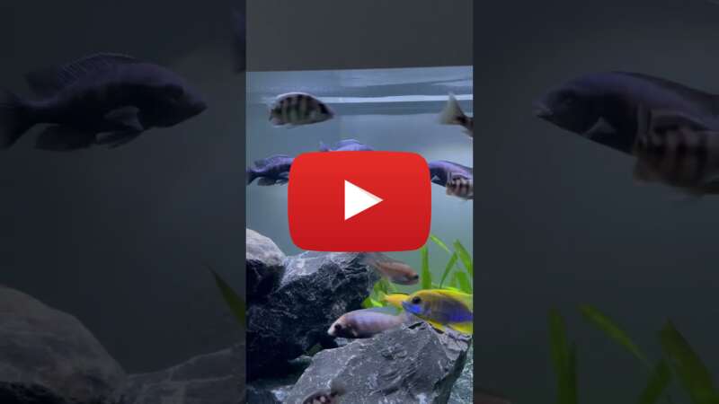 Video kMZfBR3zTP0 abspielen