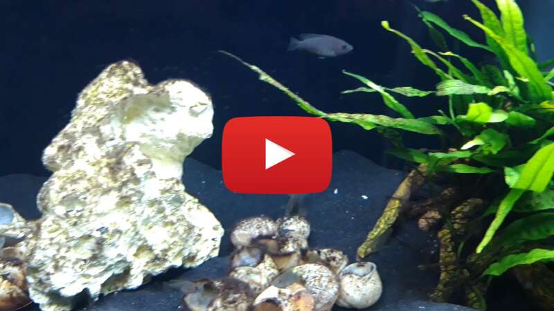 Video kVWtBB6UFp4 abspielen