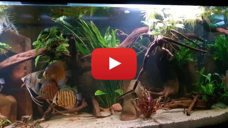 Video kWiZHDkpOAs abspielen