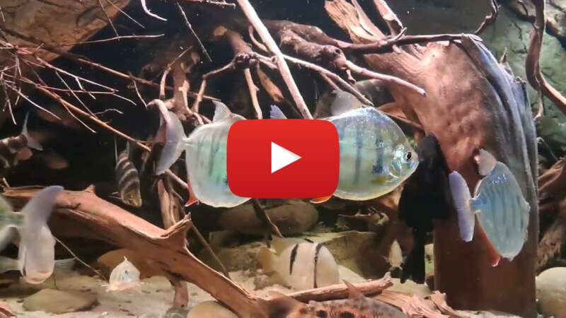 Video kYMGLRy_bRU abspielen