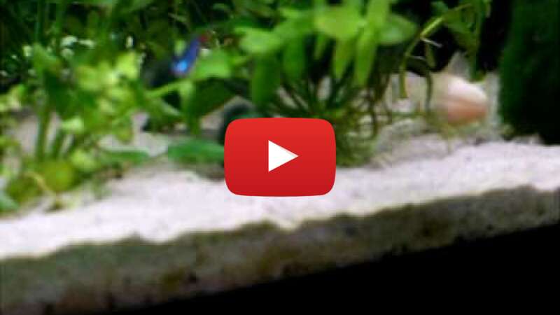 Video keyvcC-3tQU abspielen